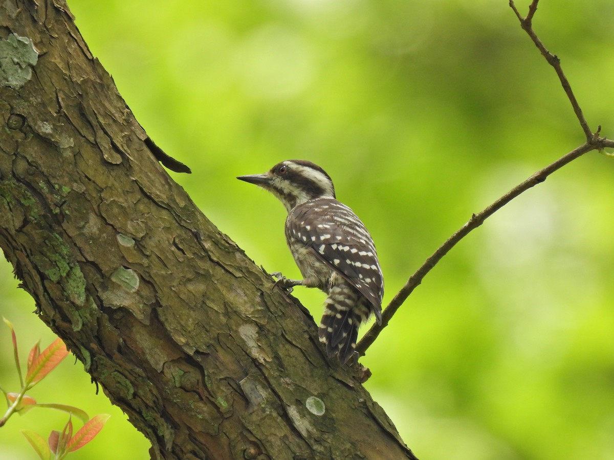 Sunda Pygmy Woodpecker - ML624020673