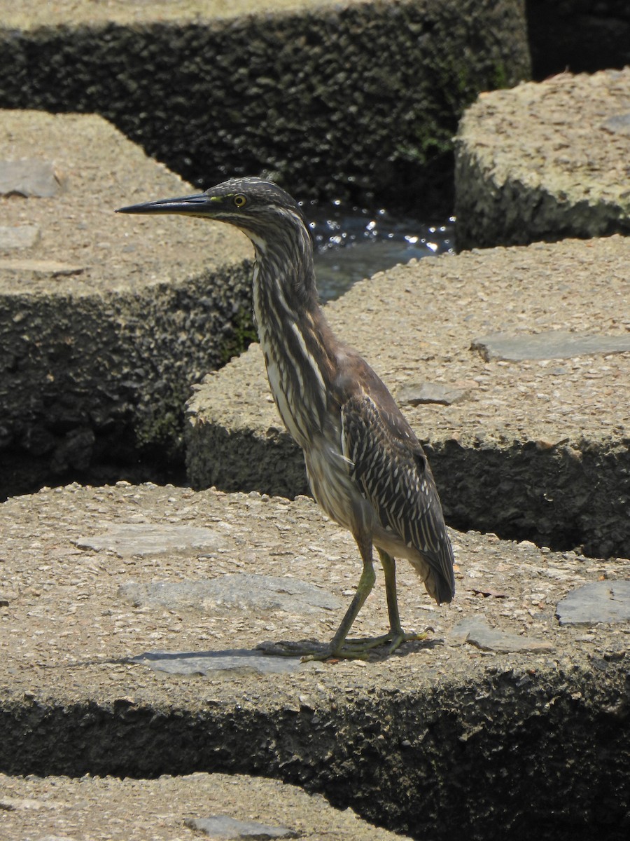 Striated Heron - ML624020680