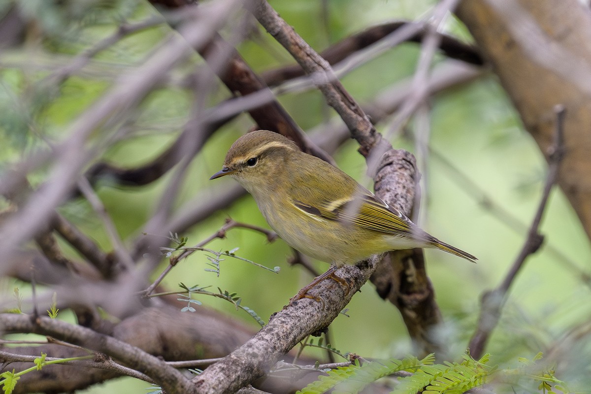 Hume's Warbler - ML624020681