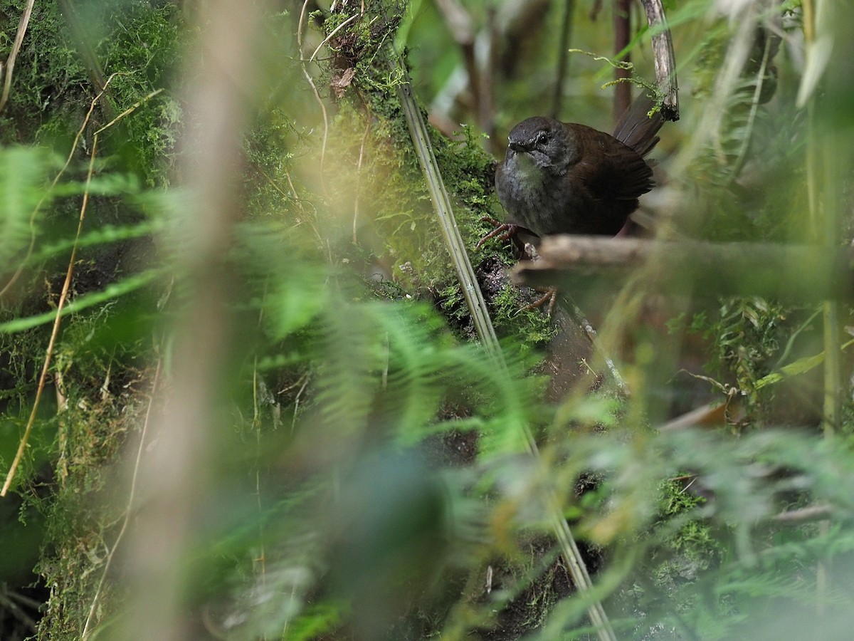 Seram Bush Warbler - ML624020683