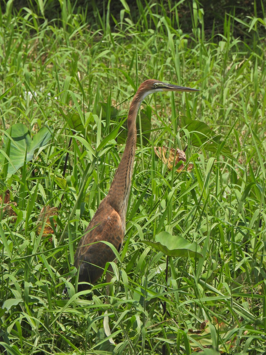 Purple Heron - ML624020684