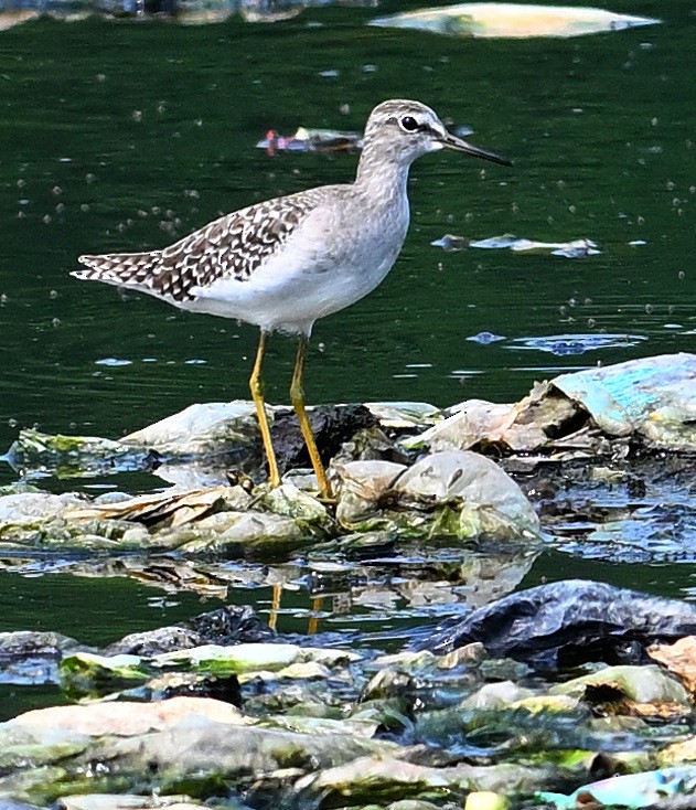 Wood Sandpiper - ML624020691