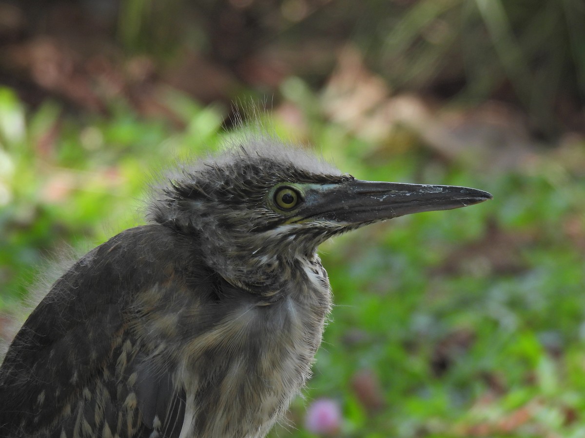 Striated Heron - ML624020694