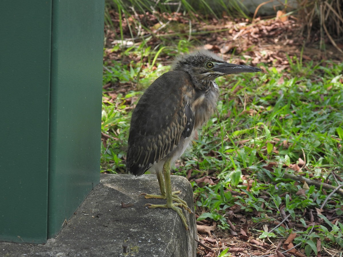 Striated Heron - ML624020695