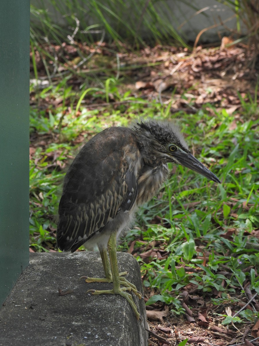 Striated Heron - ML624020696