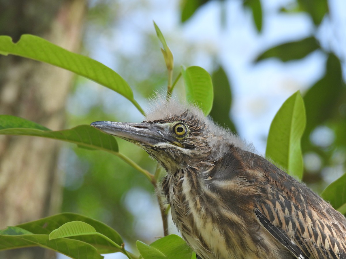 Striated Heron - ML624020697