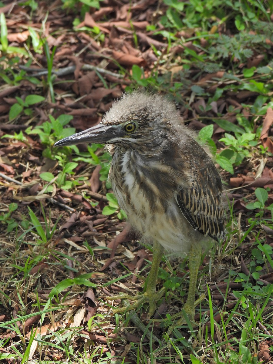 Striated Heron - ML624020698