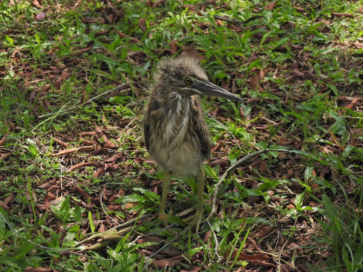 Striated Heron - ML624020699