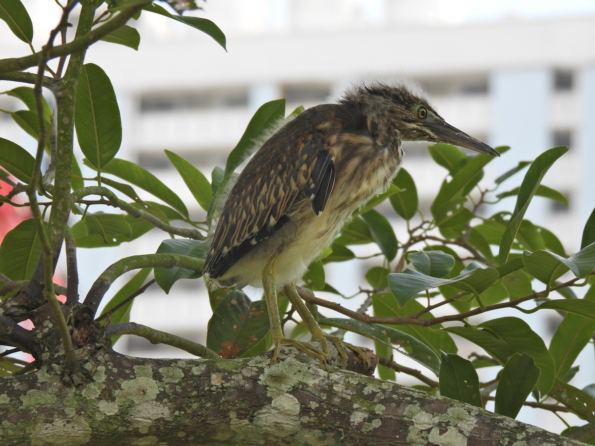 Striated Heron - ML624020700