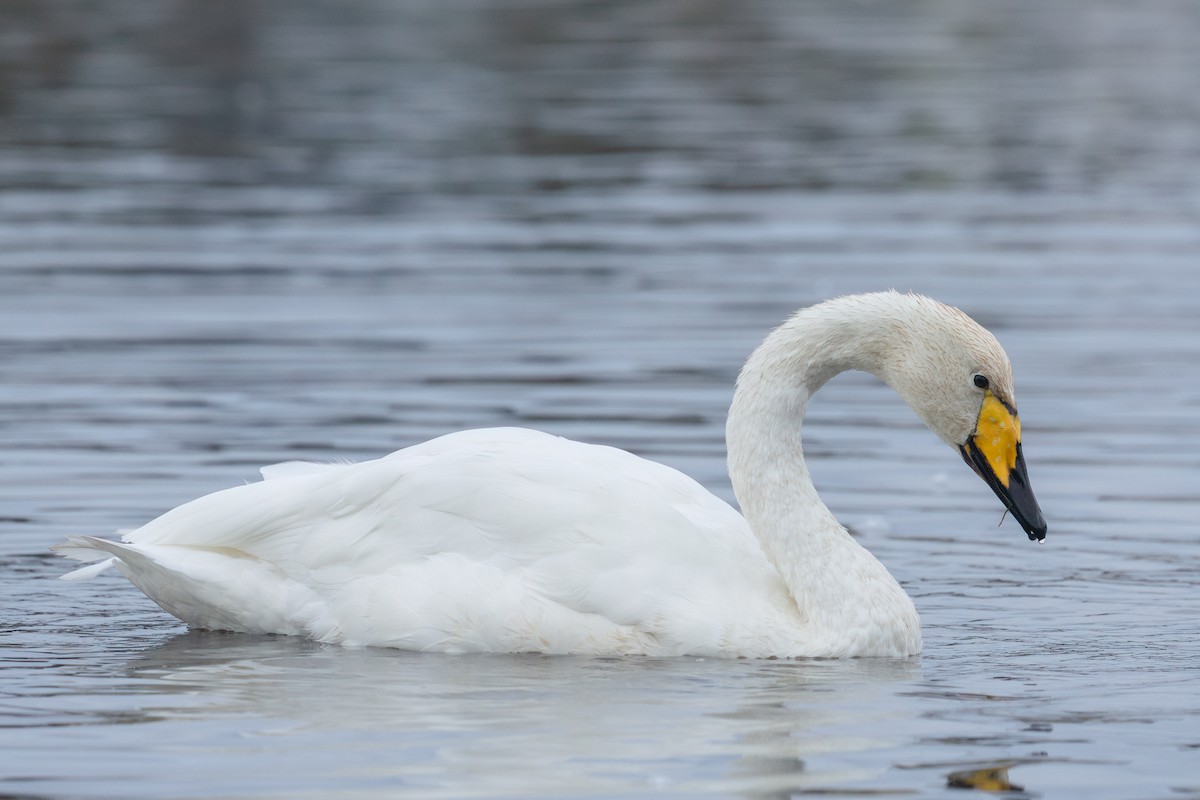 Cigno selvatico - ML624020702