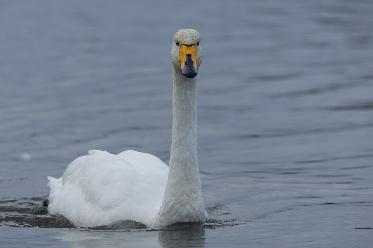 Whooper Swan - Adrian Boyle