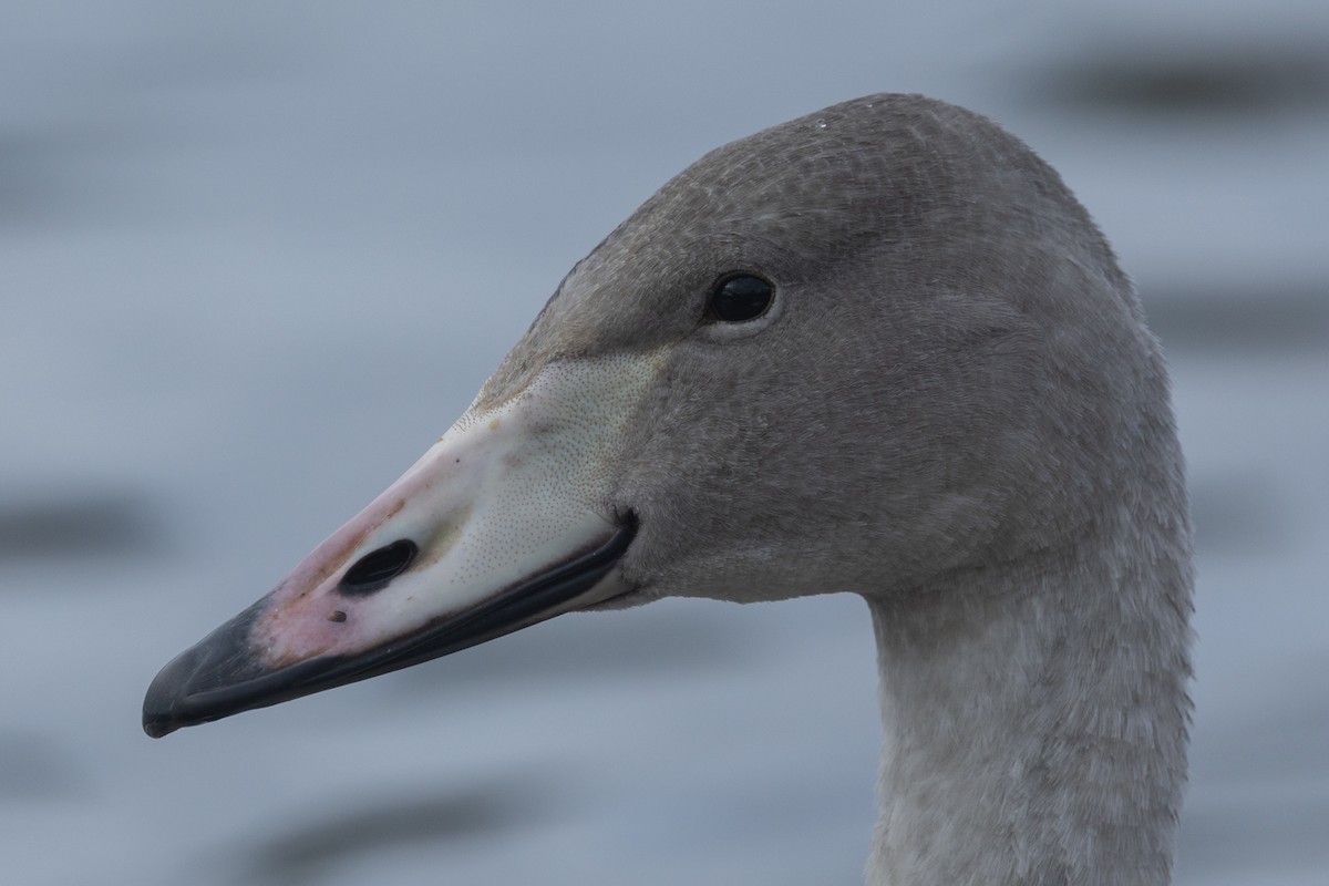 Cigno selvatico - ML624020705