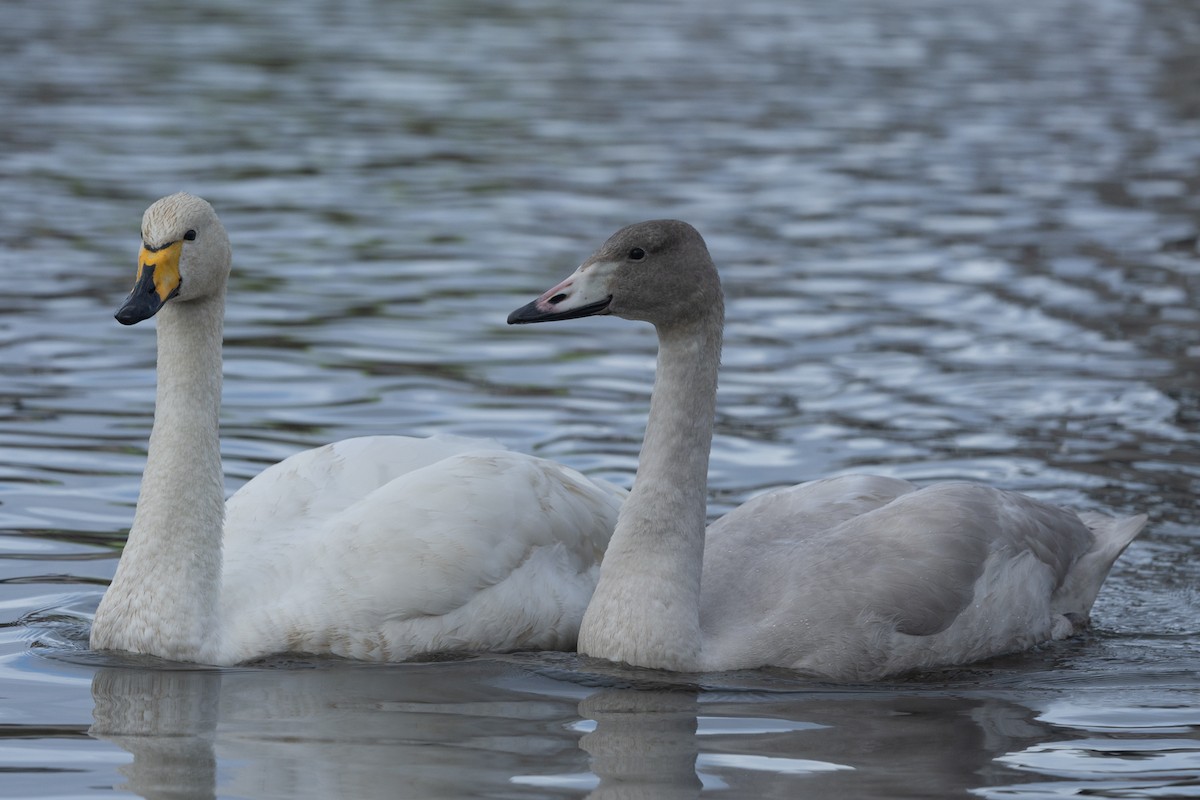 Cisne Cantor - ML624020707