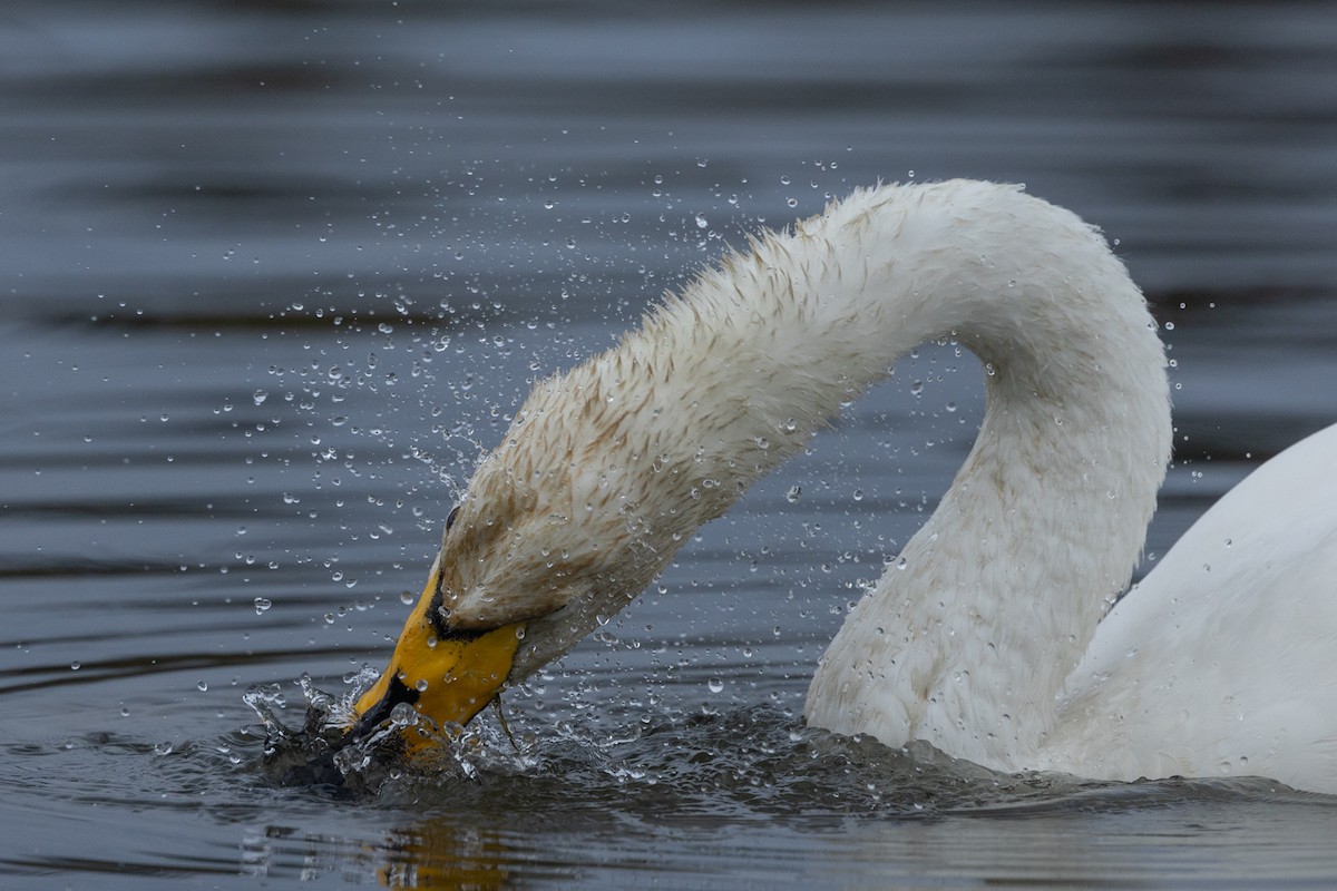 Cigno selvatico - ML624020710