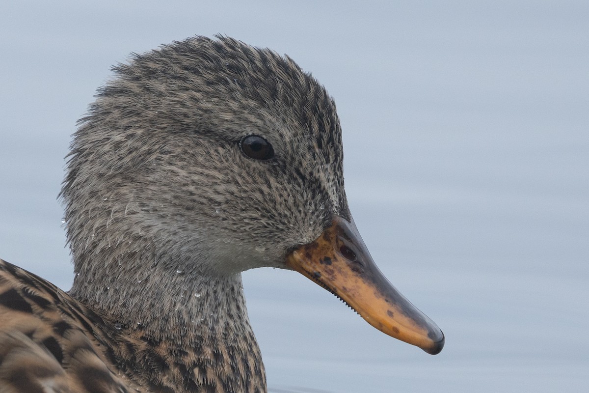 Gadwall - Adrian Boyle