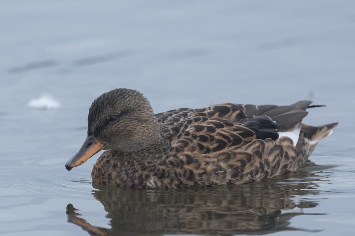 Gadwall - ML624020717