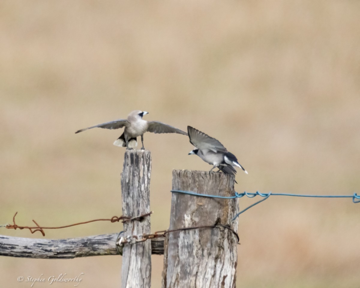 Black-faced Woodswallow - ML624020727