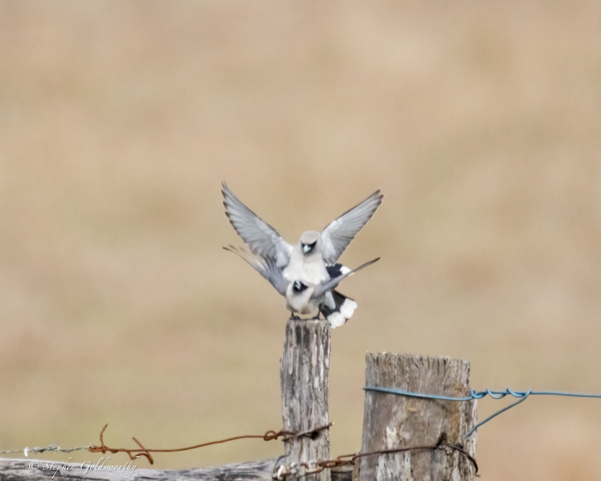 Black-faced Woodswallow - ML624020733