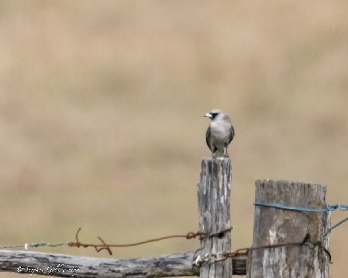 Black-faced Woodswallow - ML624020736