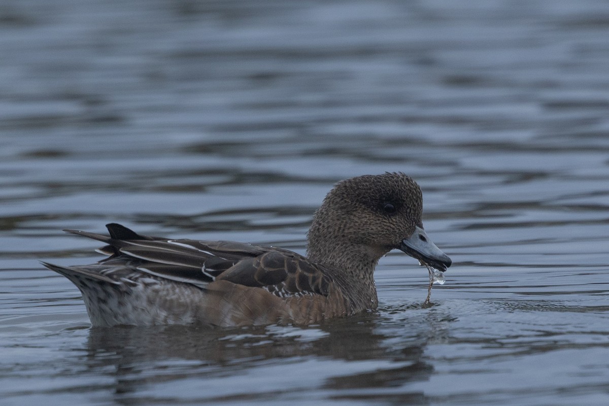 Eurasian Wigeon - ML624020739