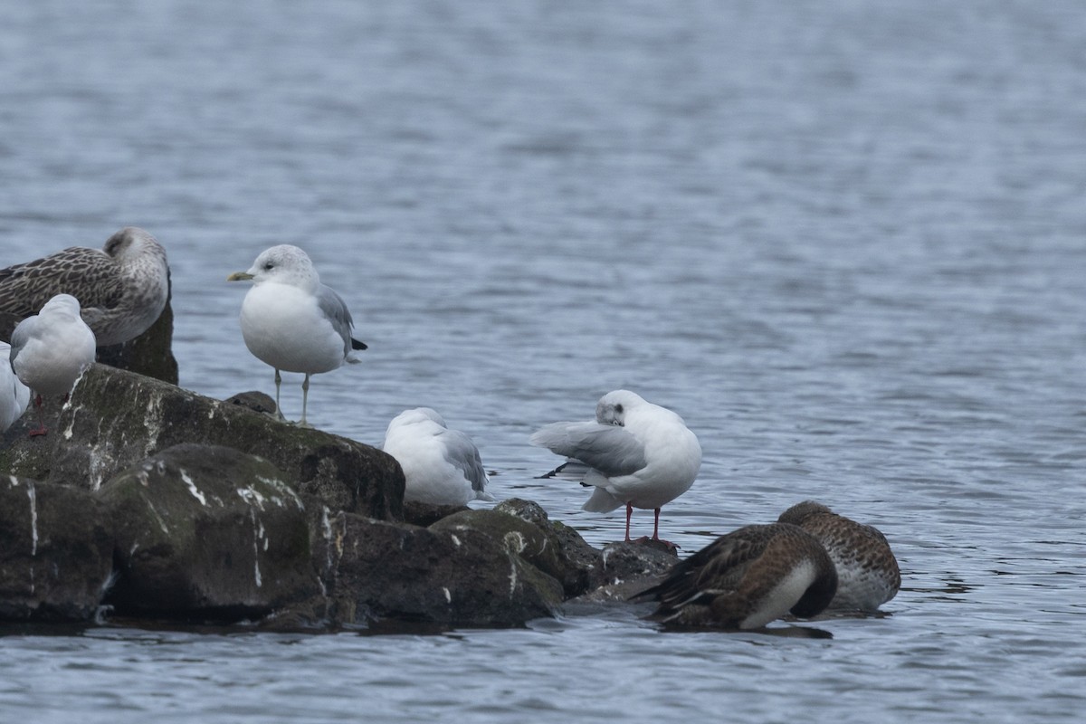 Common Gull - ML624020741