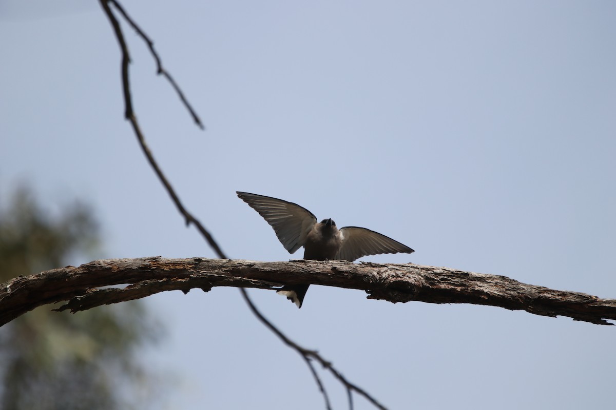 Dusky Woodswallow - ML624020742