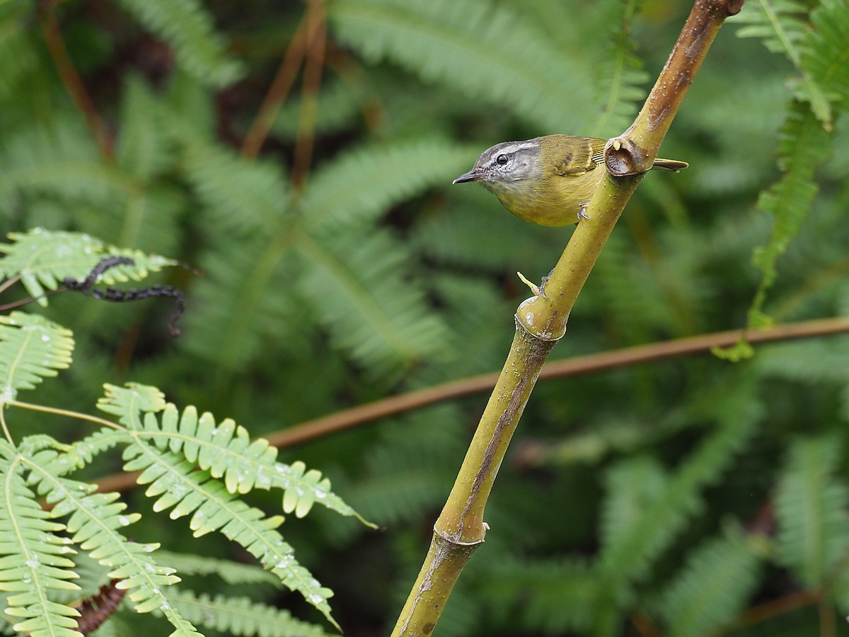 Island Leaf Warbler (Seram) - ML624020743