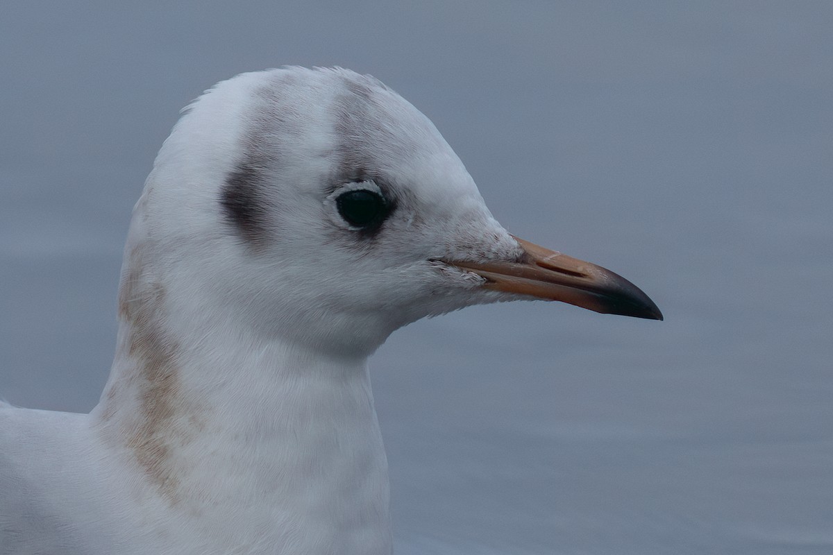 Black-headed Gull - ML624020746