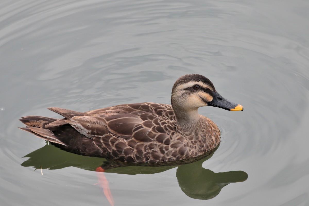 Eastern Spot-billed Duck - ML624020747