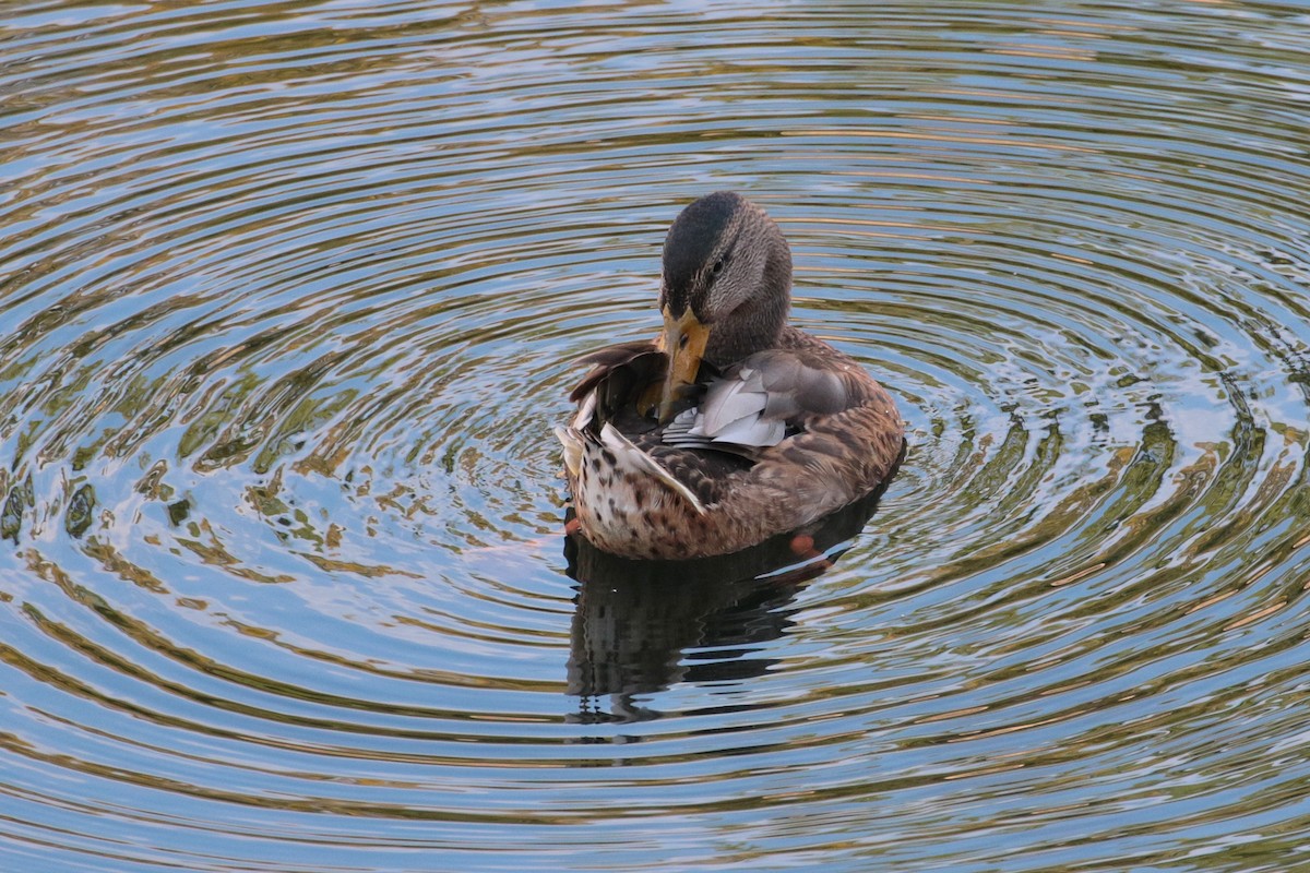 Mallard - Atsushi Shimazaki