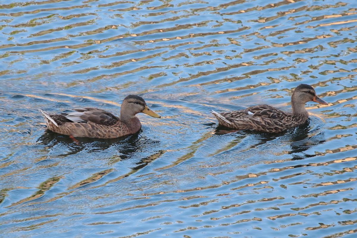 Mallard - Atsushi Shimazaki