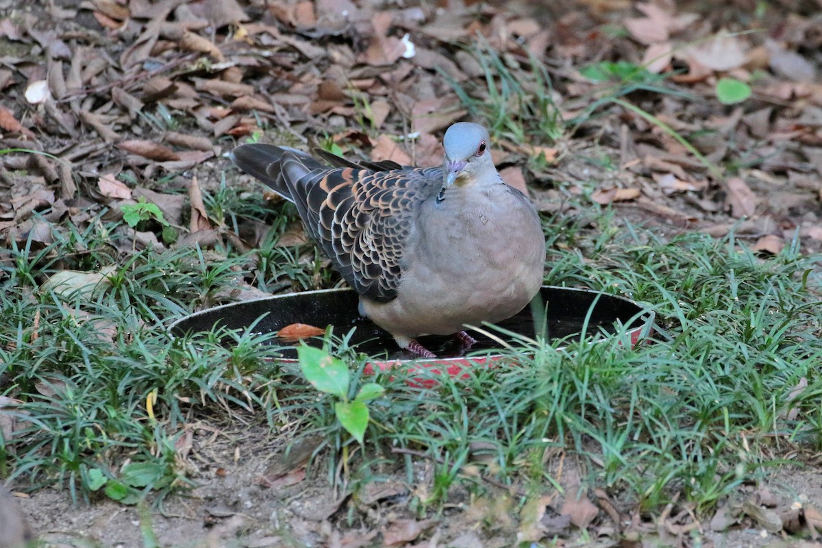 Oriental Turtle-Dove - Atsushi Shimazaki