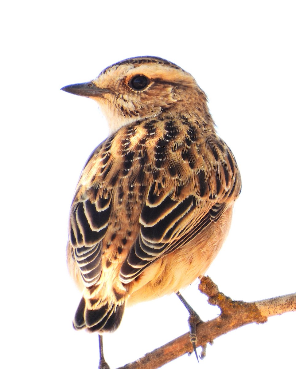 Tarier des prés - ML624020769