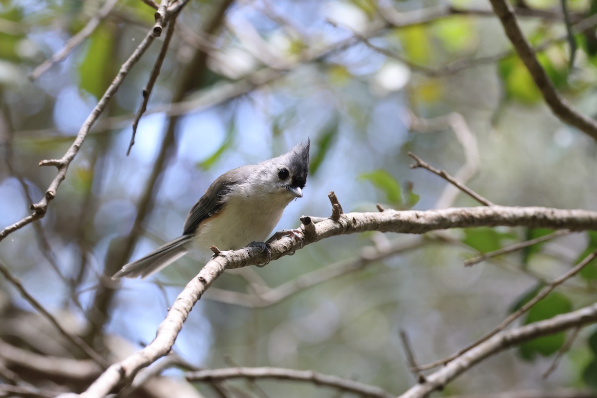 Tufted Titmouse - ML624020775