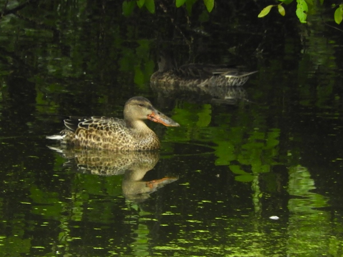 Northern Shoveler - ML624020784