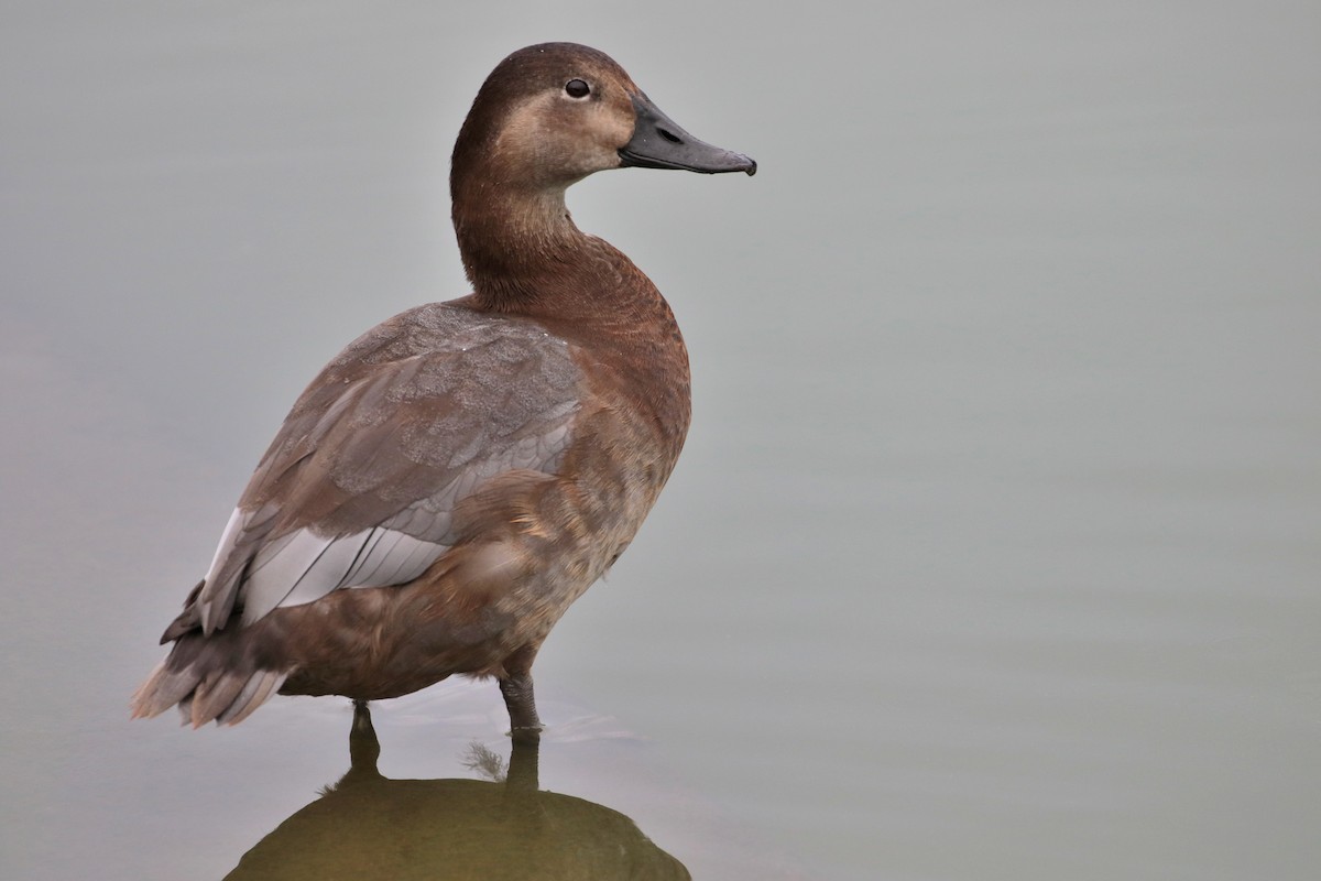 Common Pochard - ML624020795