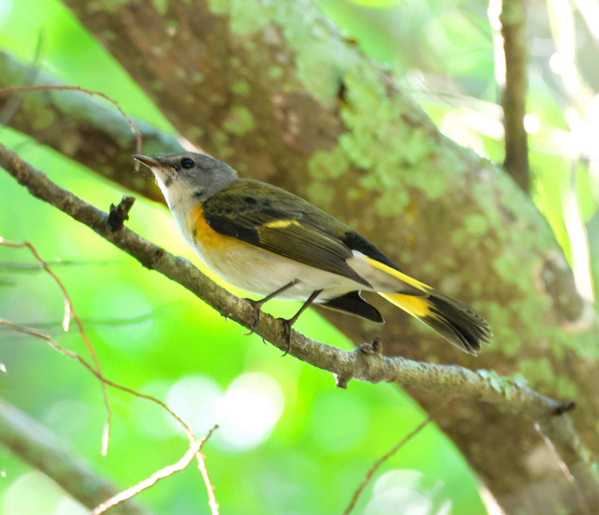 American Redstart - Anne Ruben