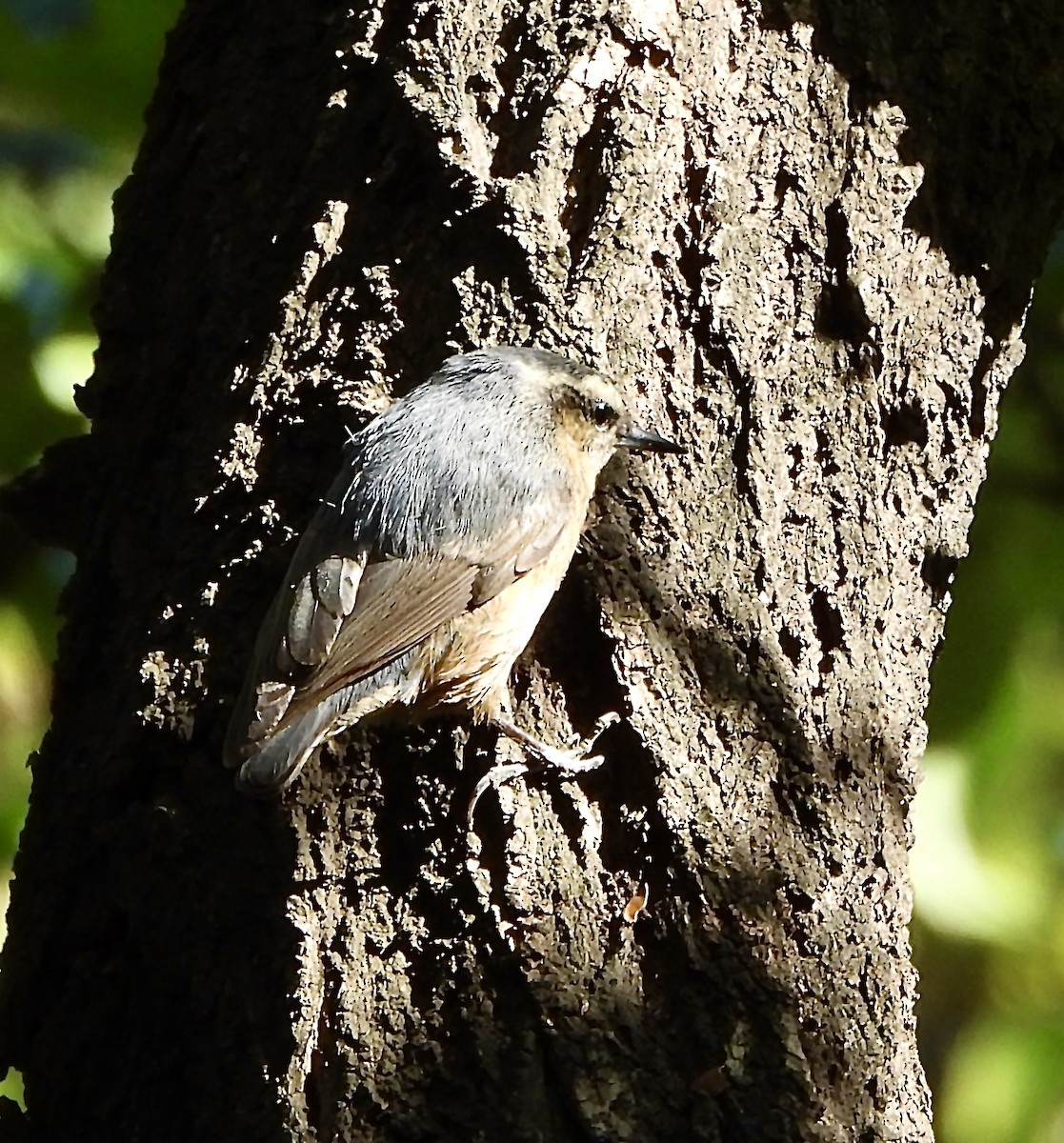 Snowy-browed Nuthatch - ML624020803