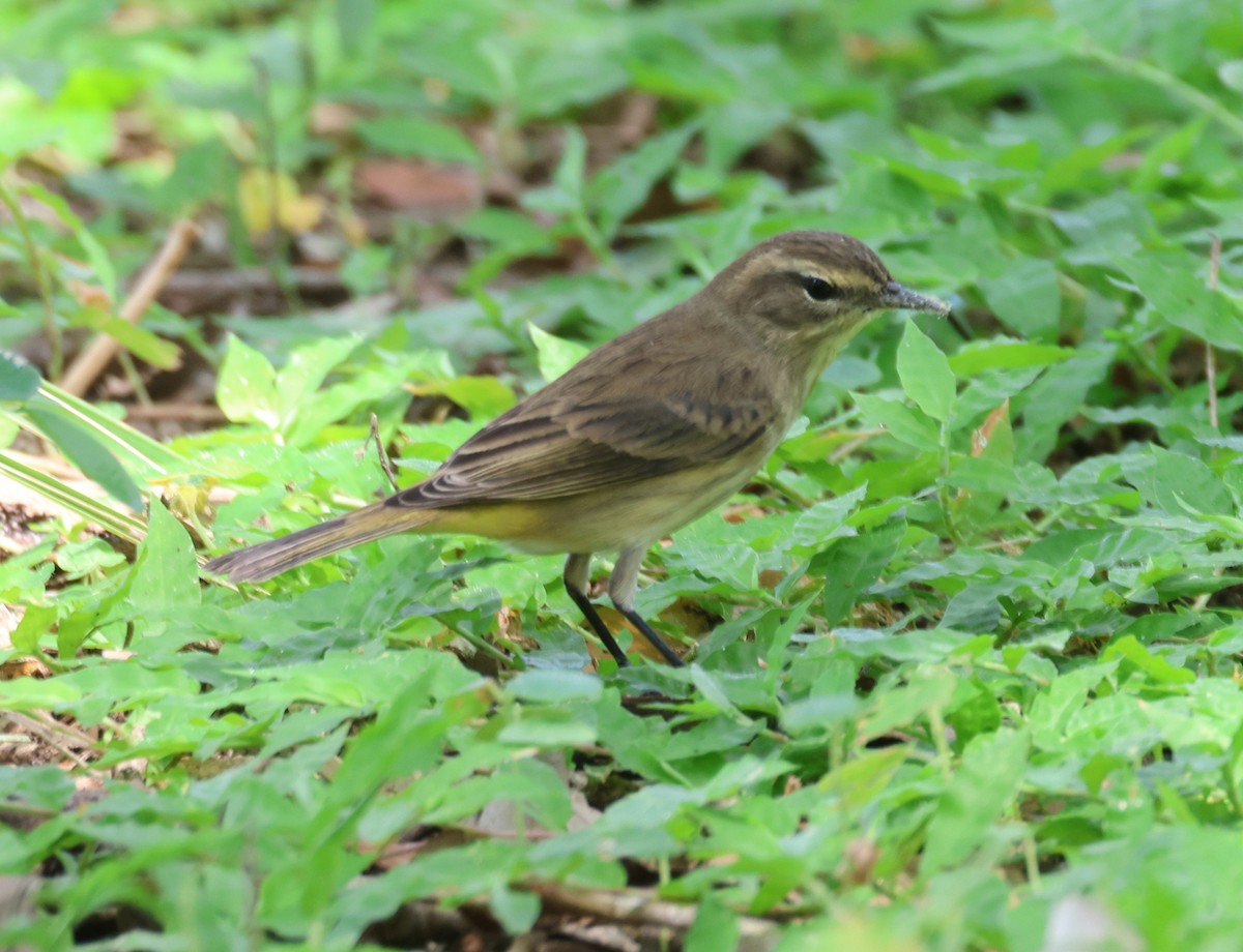 Palm Warbler - ML624020811