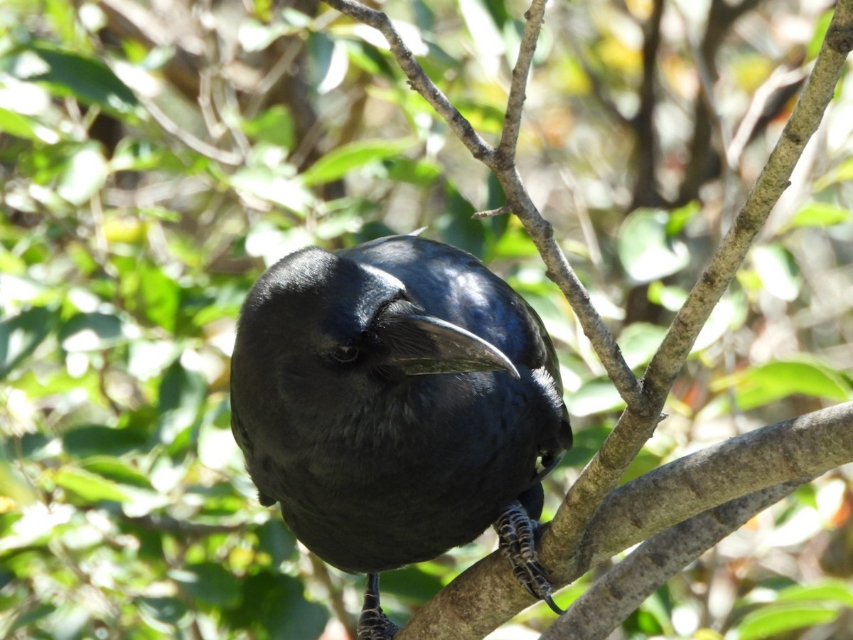 Large-billed Crow - ML624020826