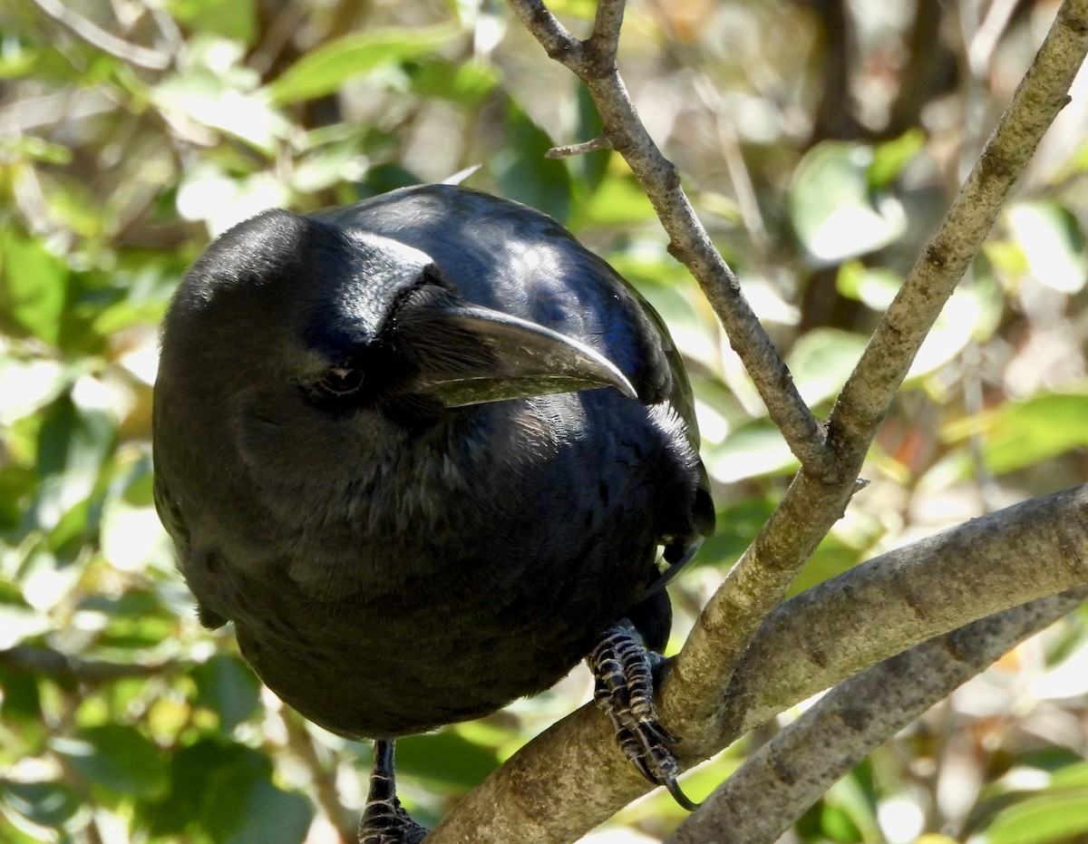 Large-billed Crow - ML624020827