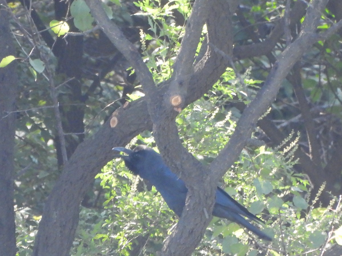 Large-billed Crow - ML624020828