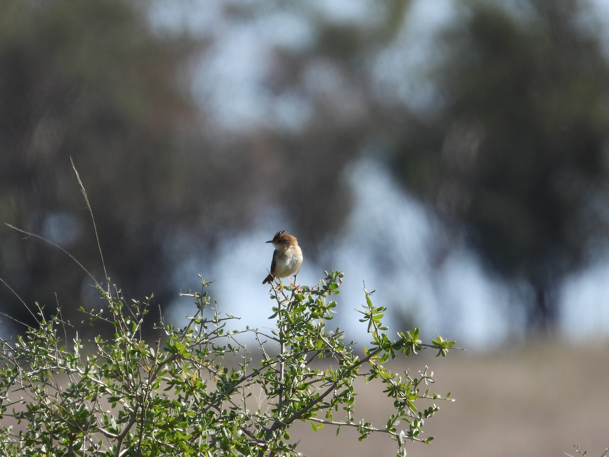 Golden-headed Cisticola - ML624020838