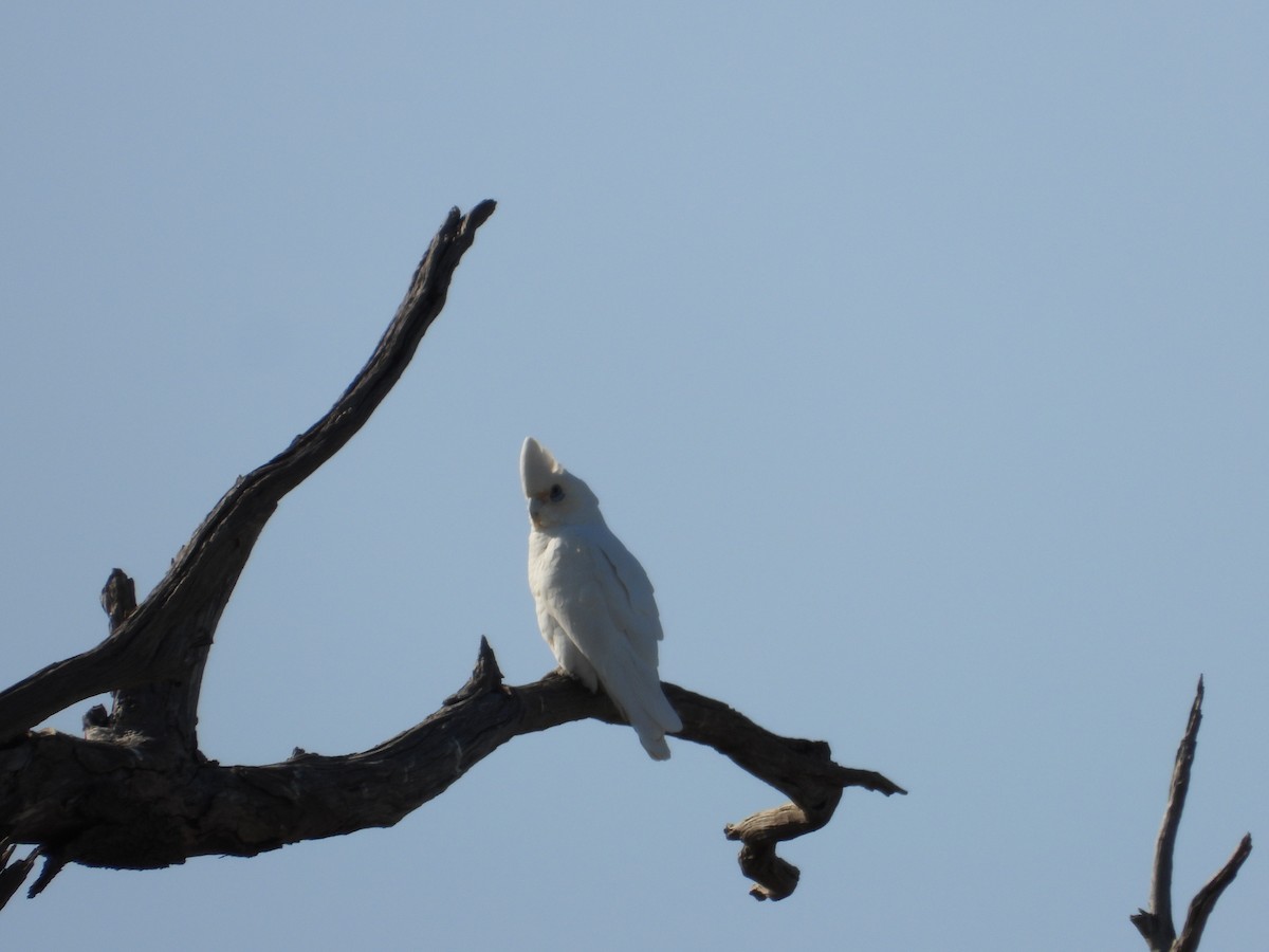 Little Corella - ML624020842