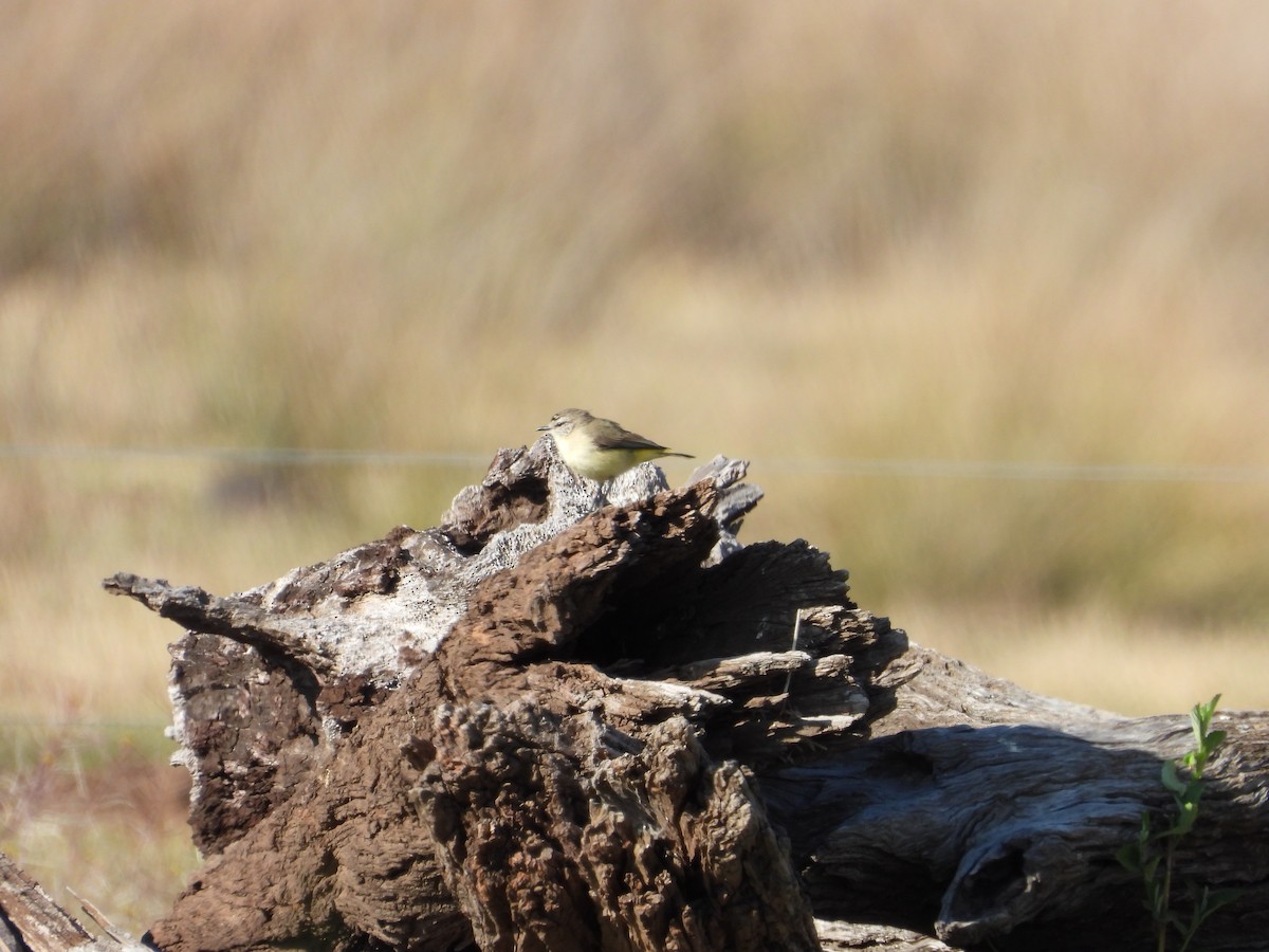 Yellow-rumped Thornbill - ML624020847