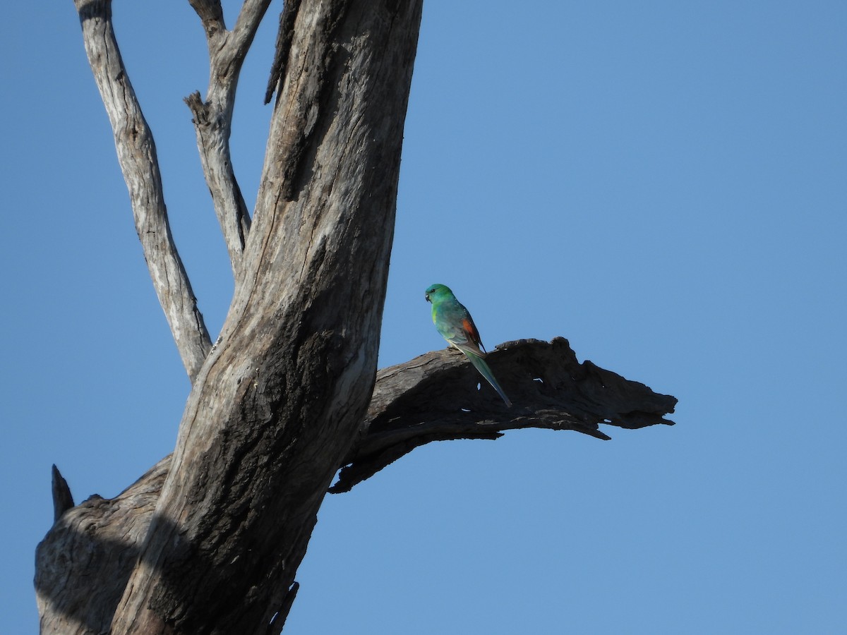 Red-rumped Parrot - ML624020854