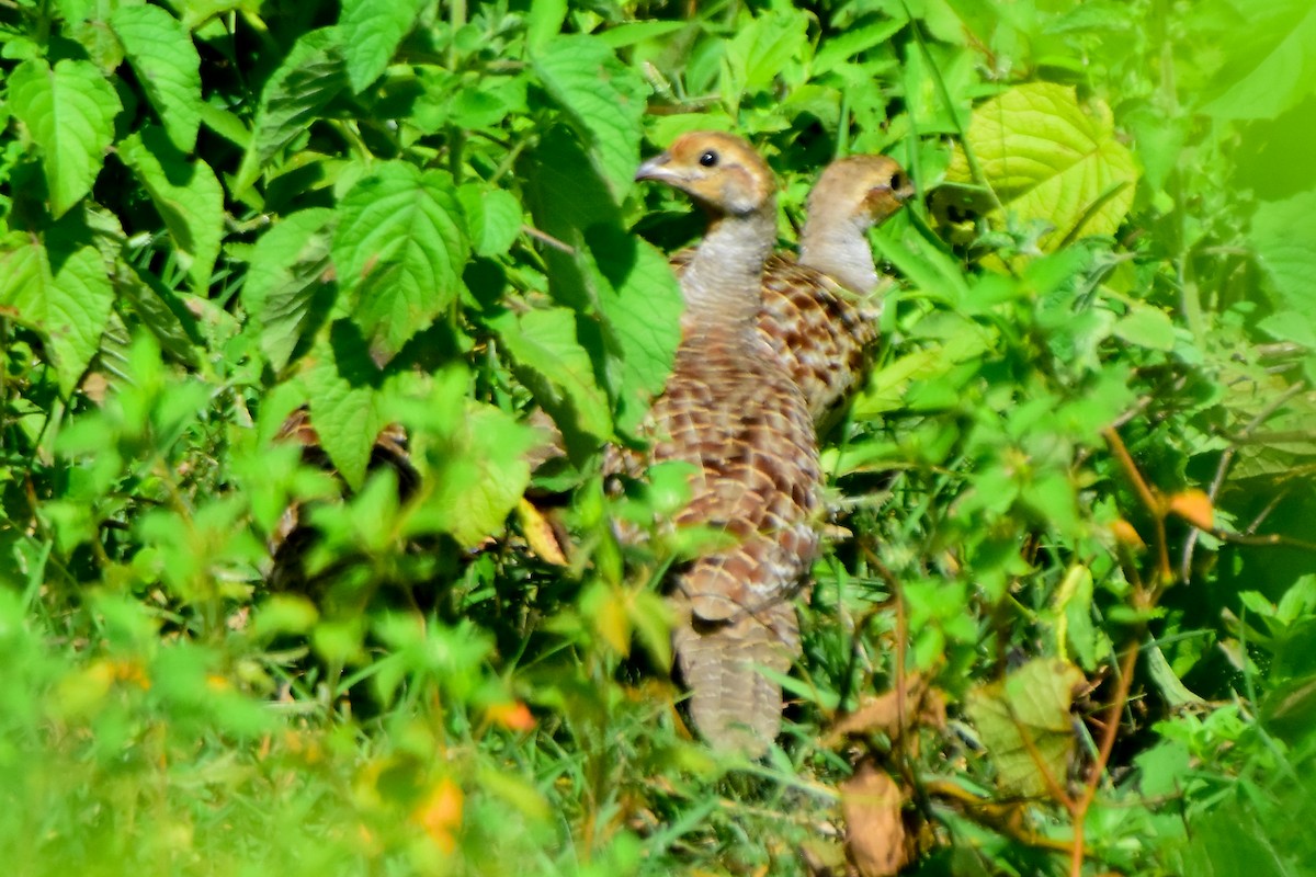 Gray Francolin - ML624020868