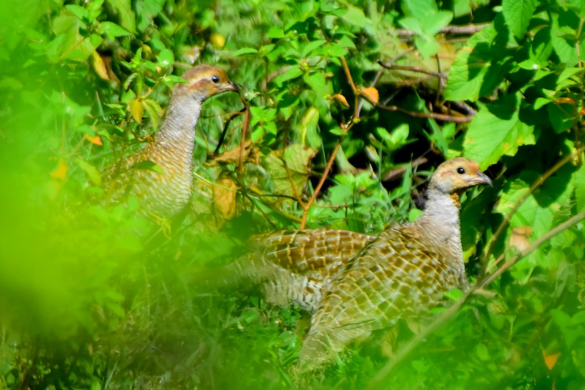 Gray Francolin - ML624020869