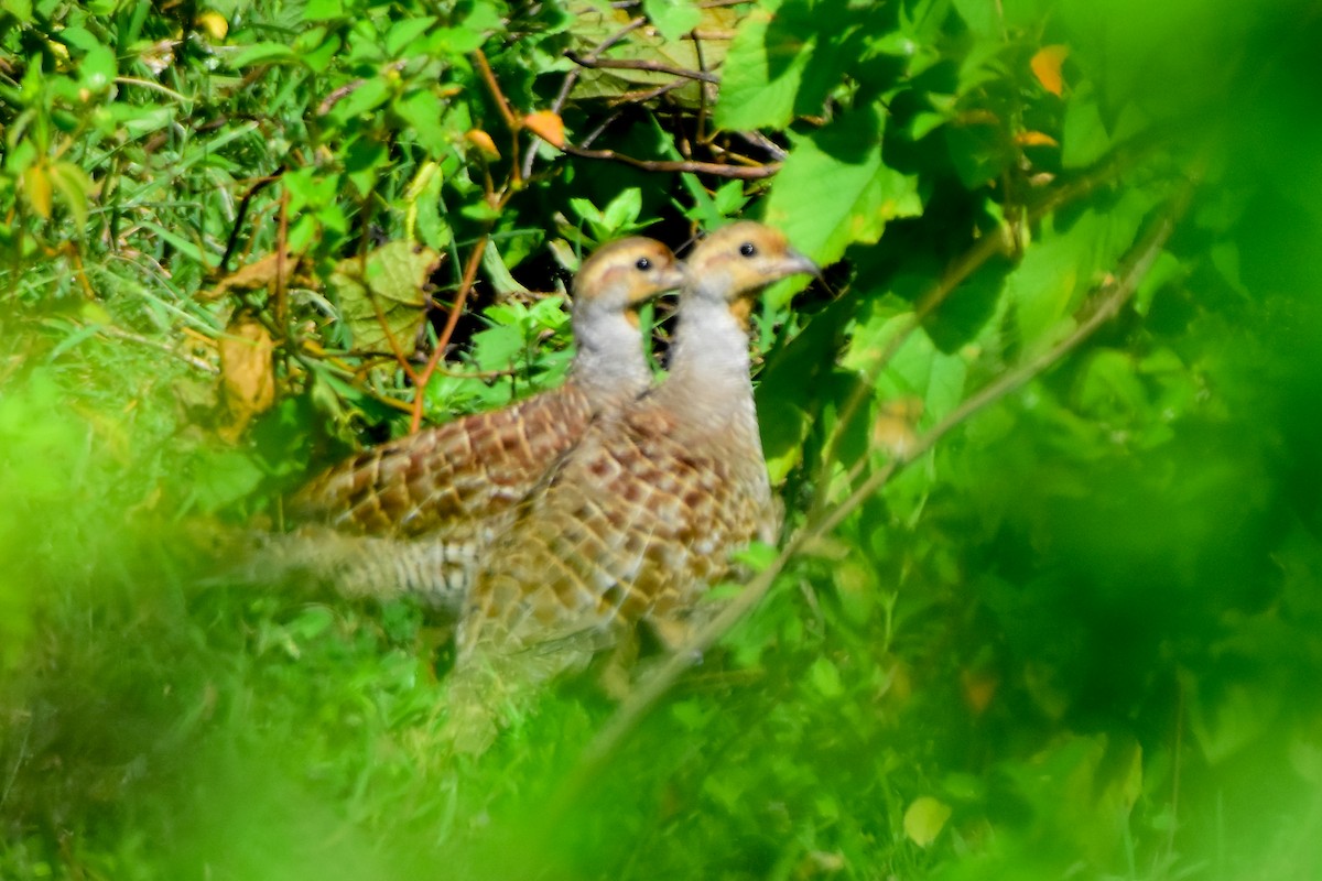 Gray Francolin - Krishnamoorthy Muthirulan