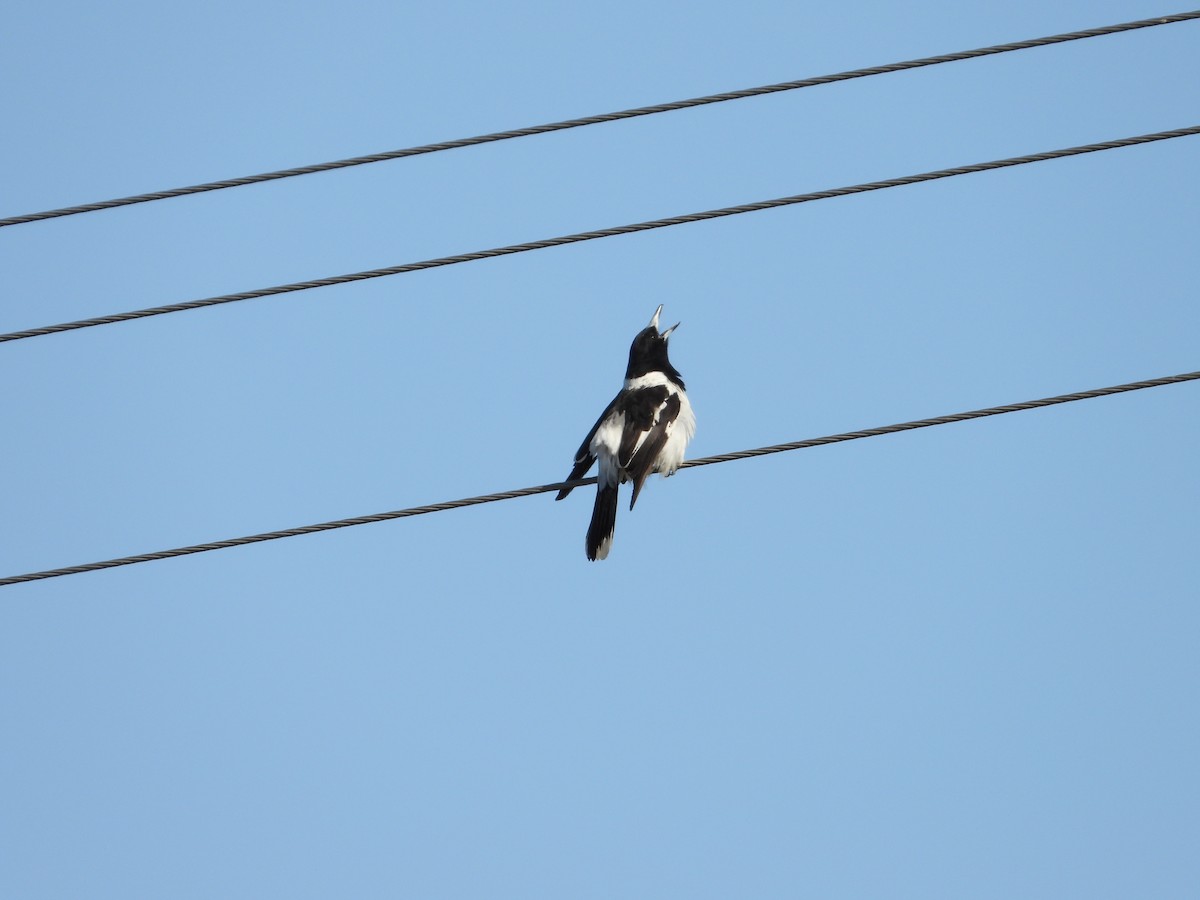 Pied Butcherbird - ML624020874